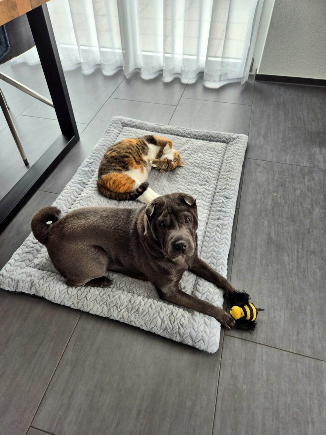 Chambre en colocation, photo 9 sur 9