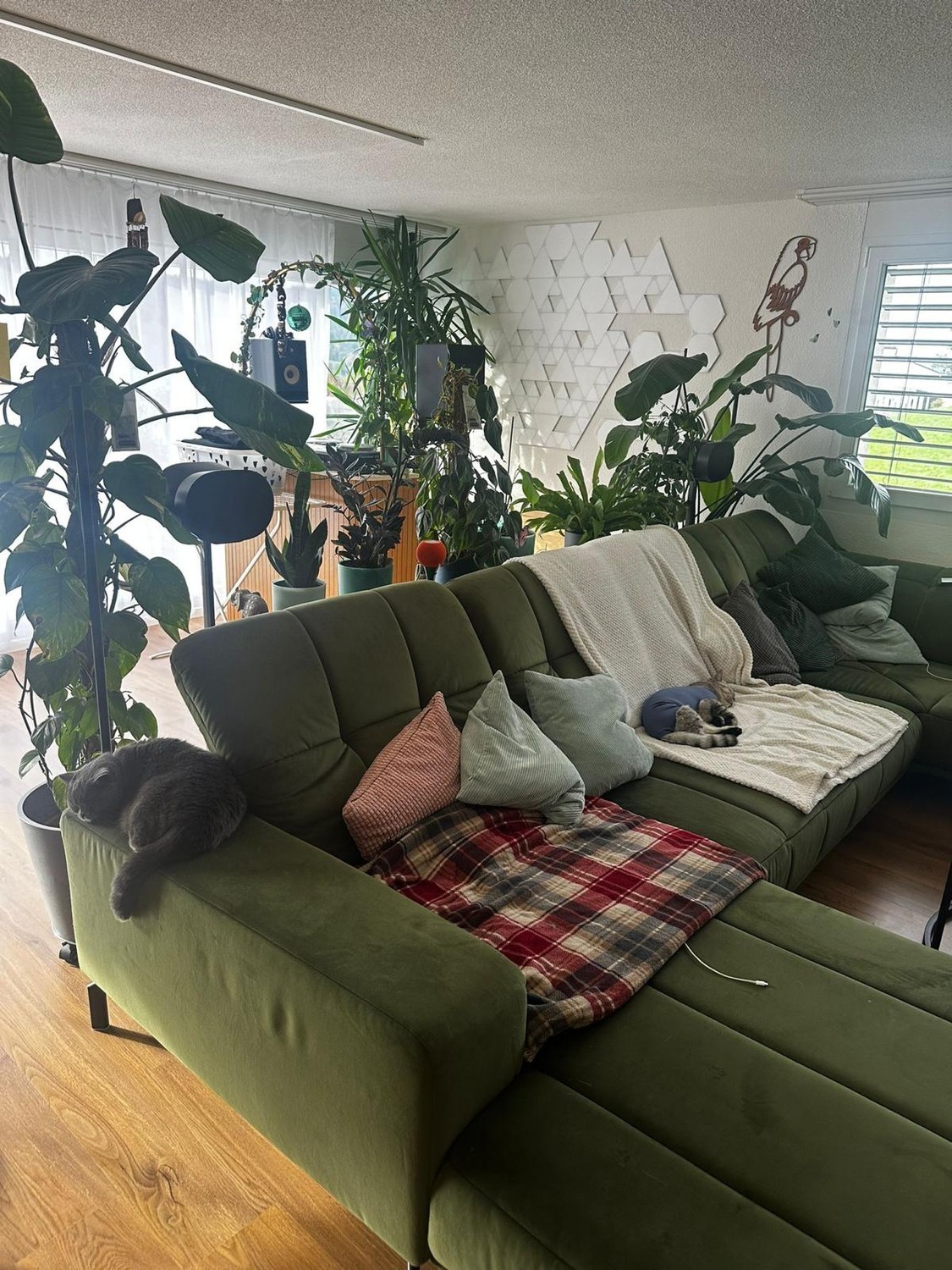 Chambre en colocation