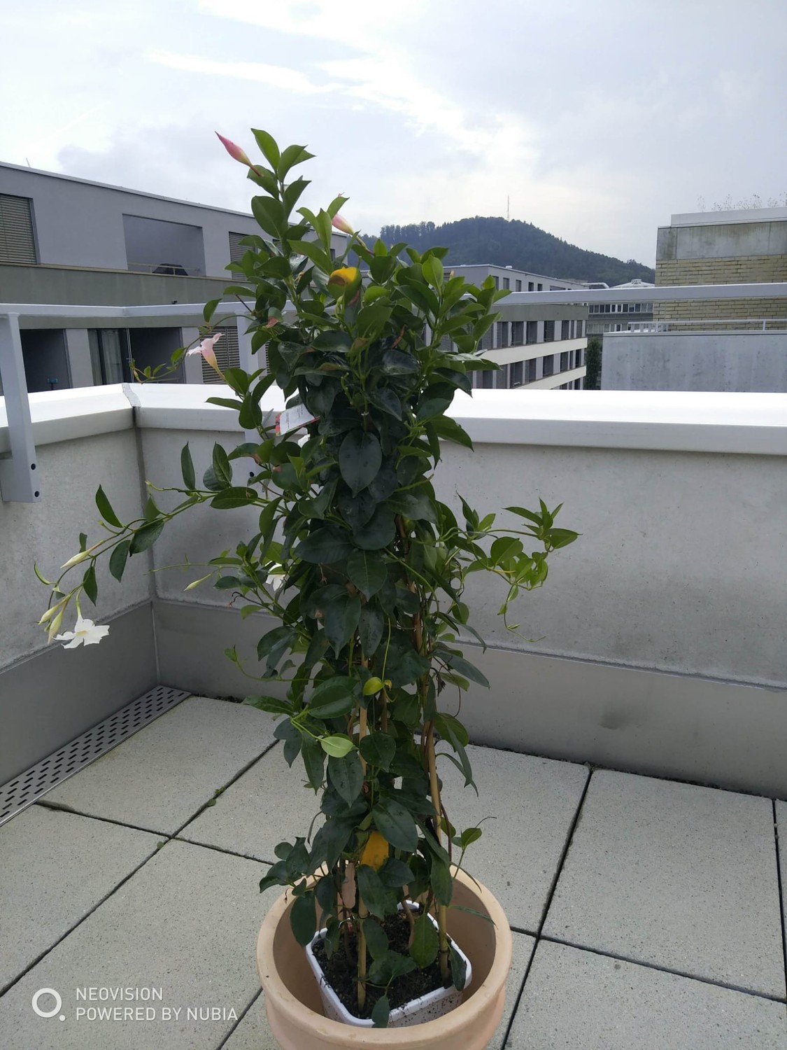 Appartement de 3 ½ pièces, photo 2 sur 8