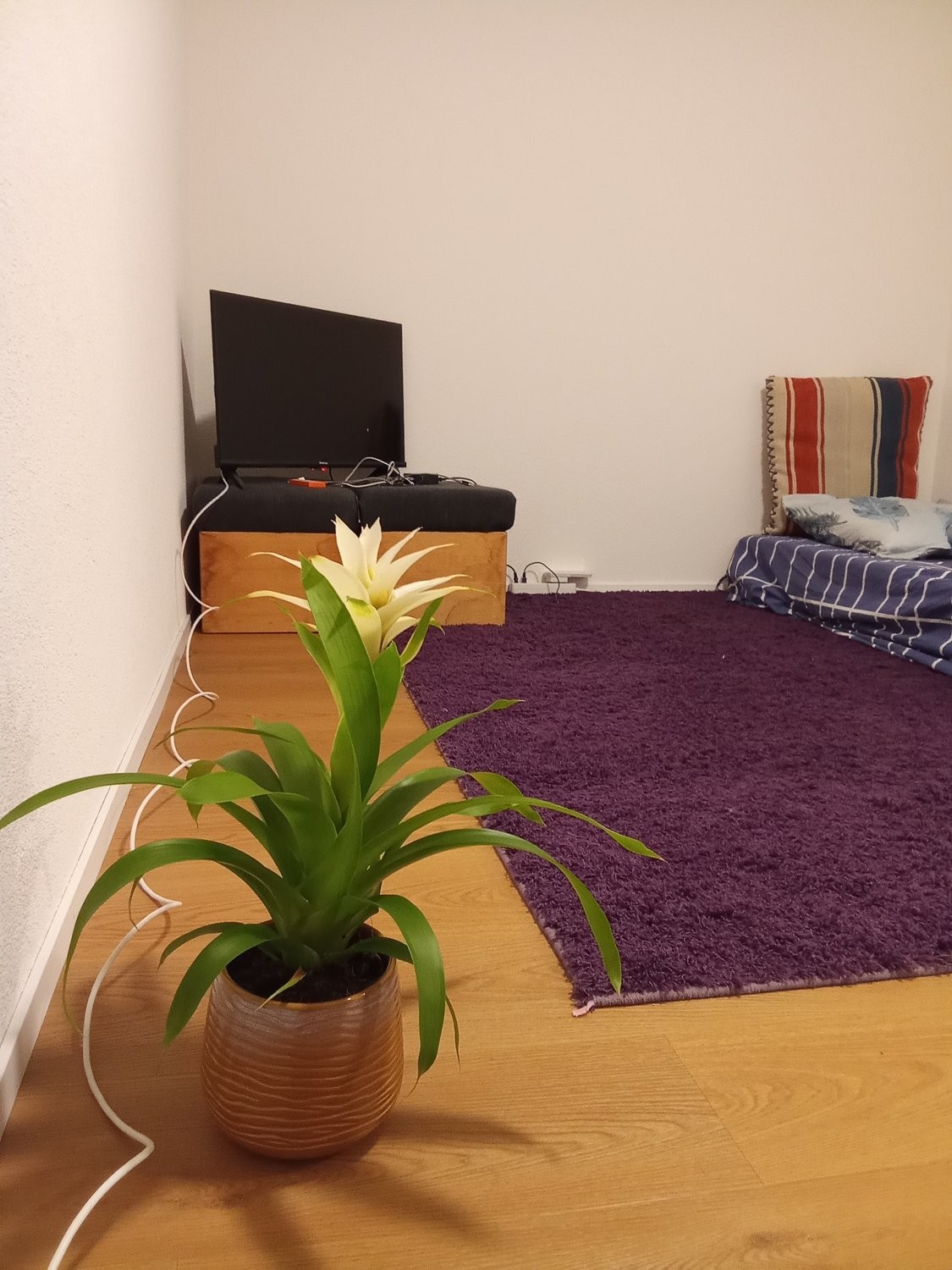 Appartement meublé de 2 ½ pièces, photo 2 sur 10